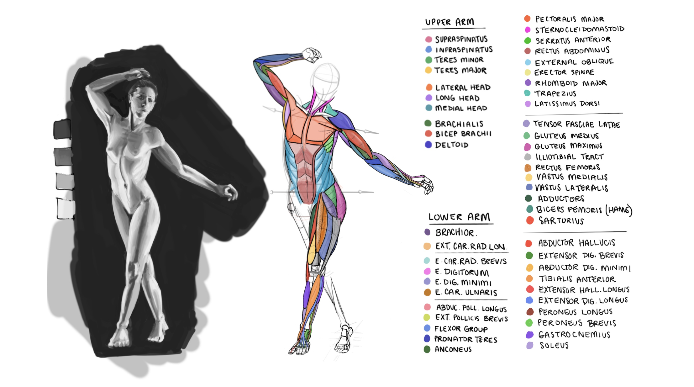 Anatomy illustration study