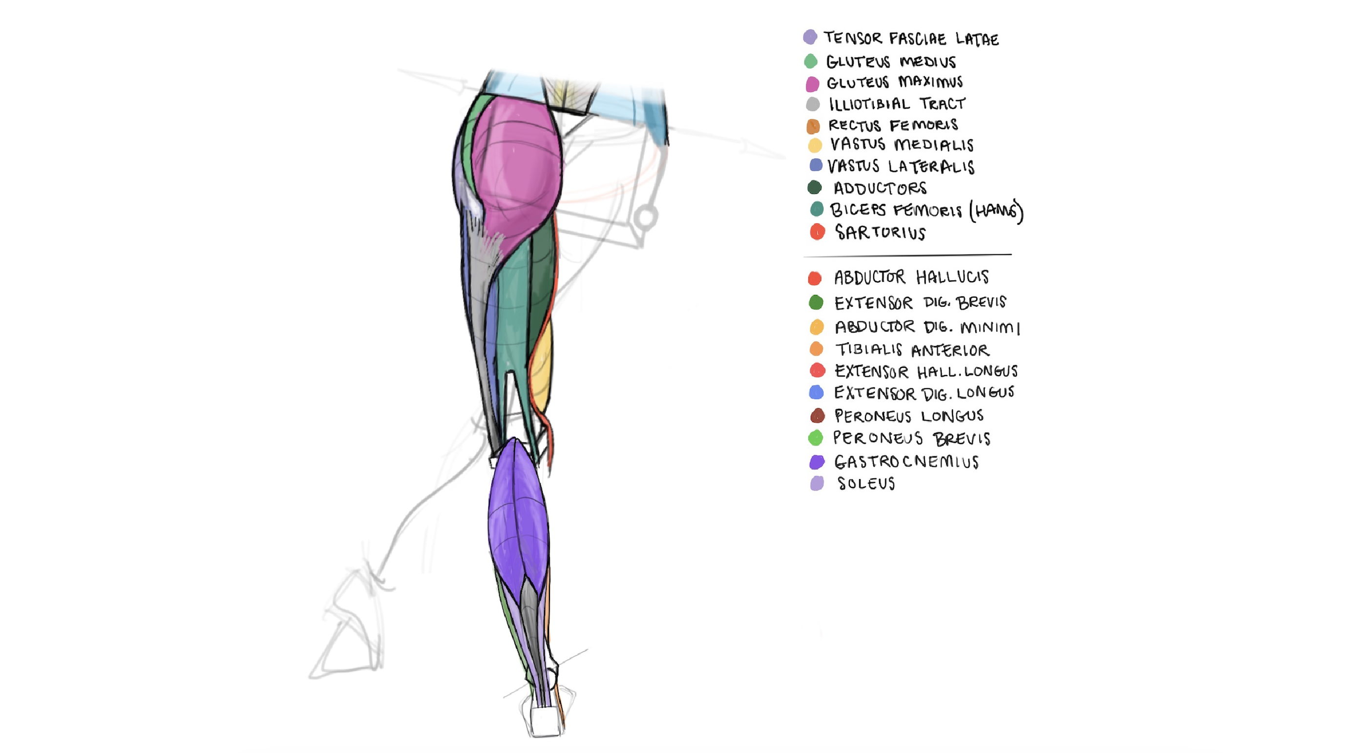 Anatomy illustration study