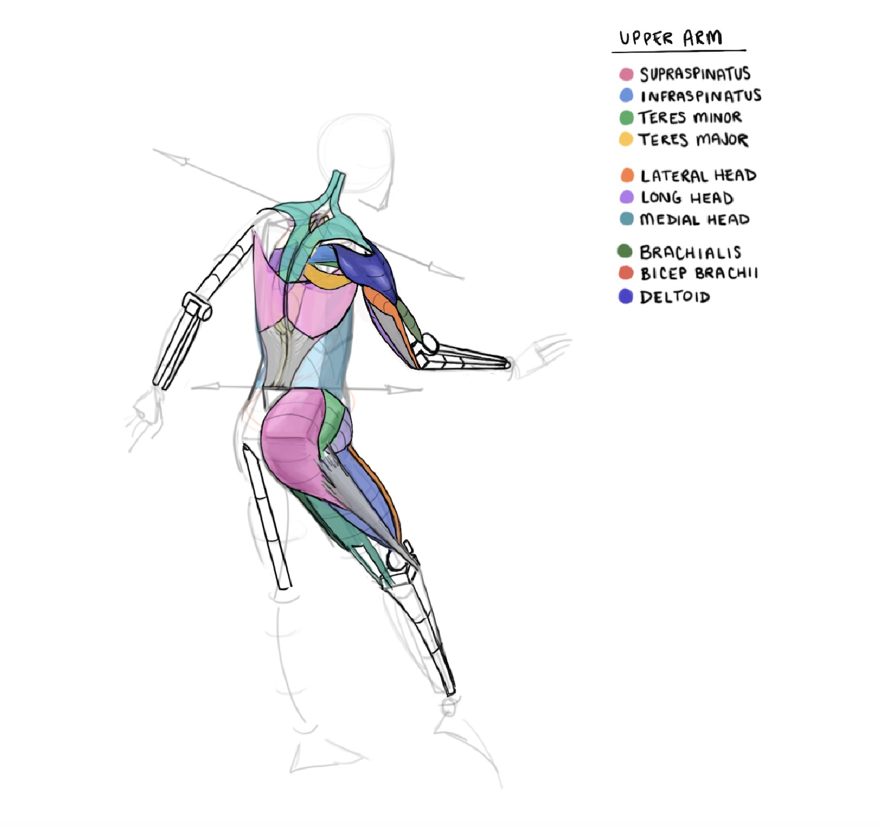Anatomy illustration study