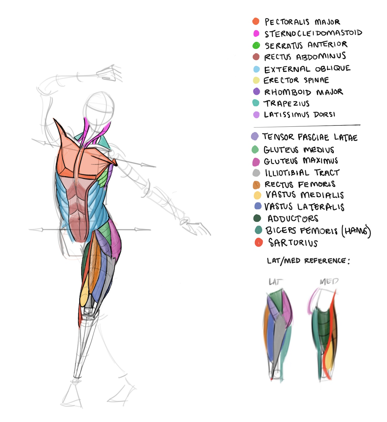 Anatomy illustration study