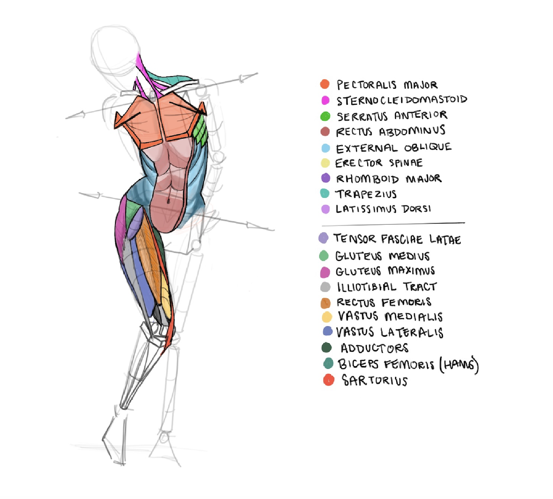 Anatomy illustration study