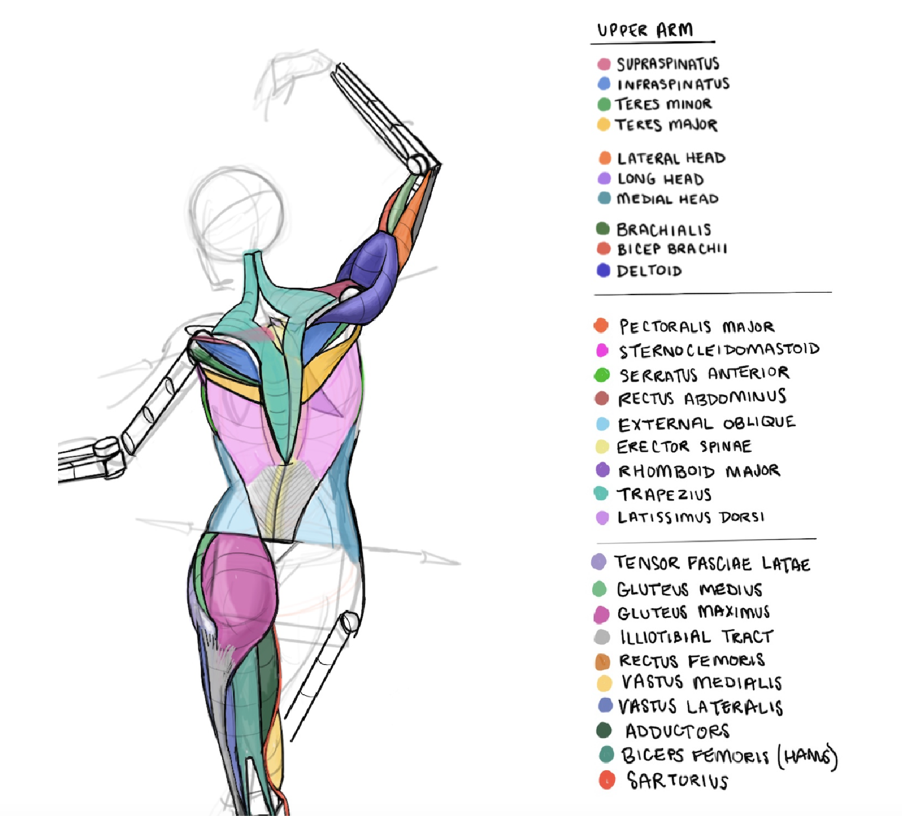 Anatomy illustration study