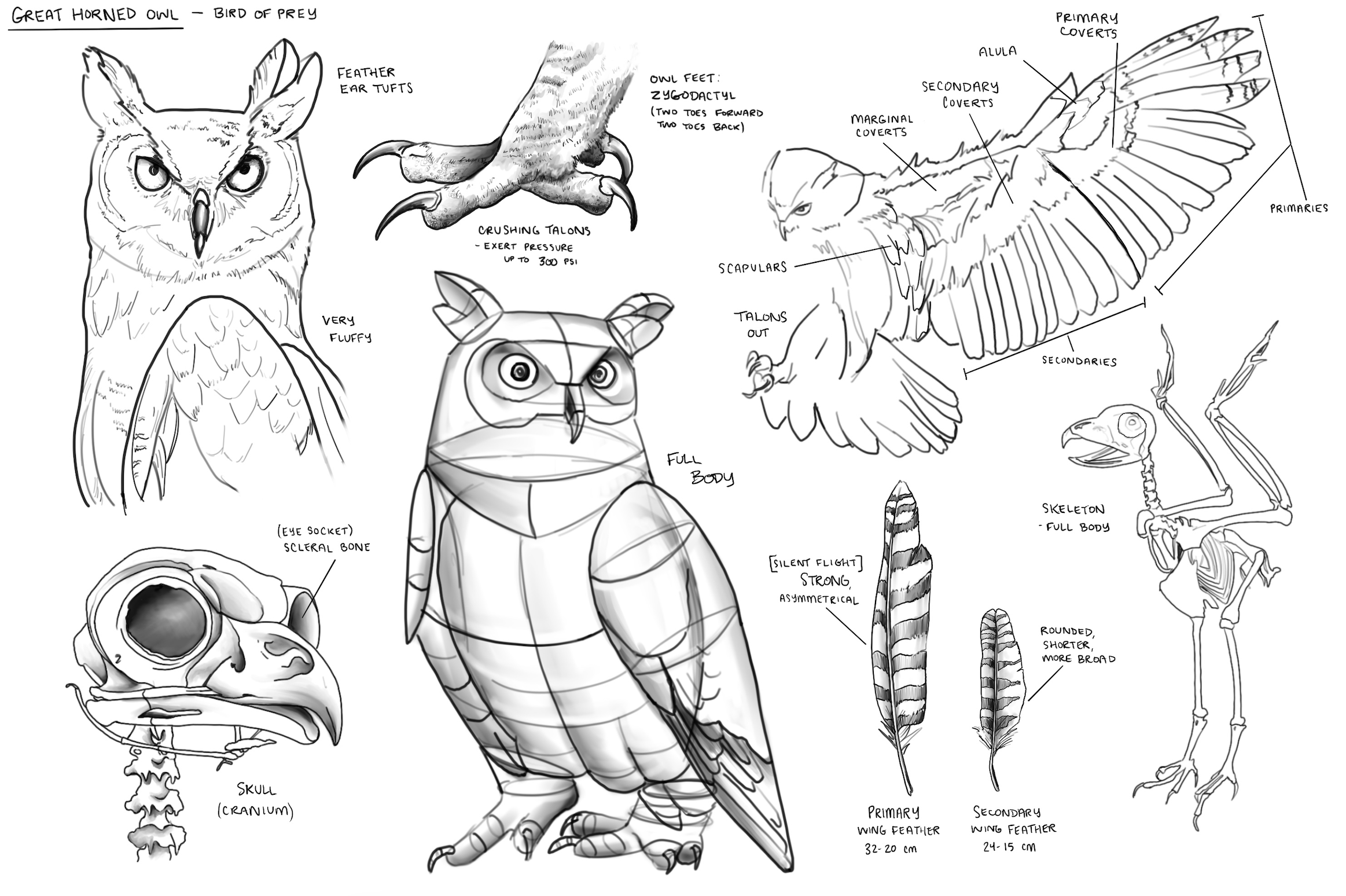 Animal illustration study