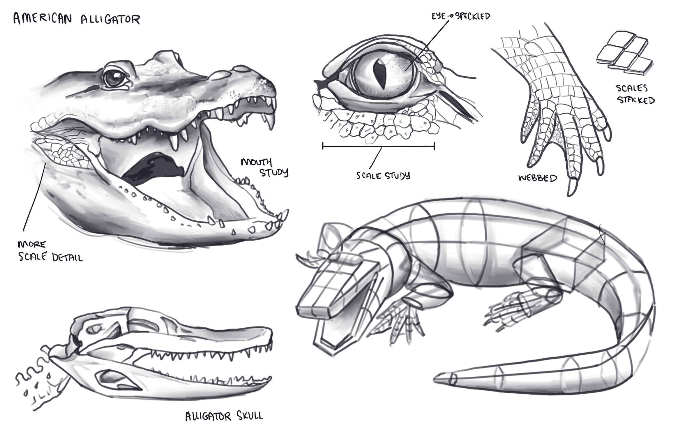 Animal illustration study