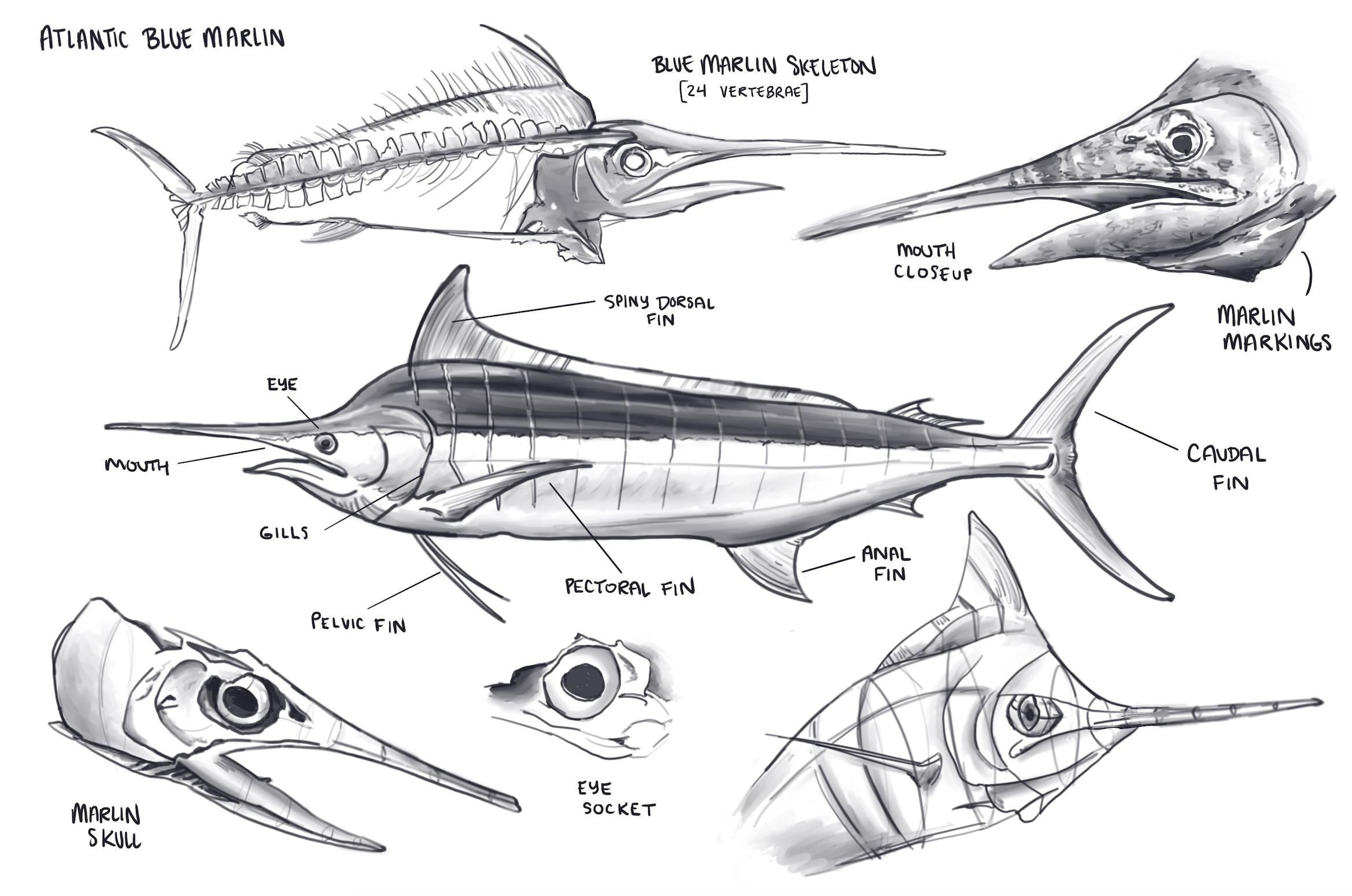 Animal illustration study