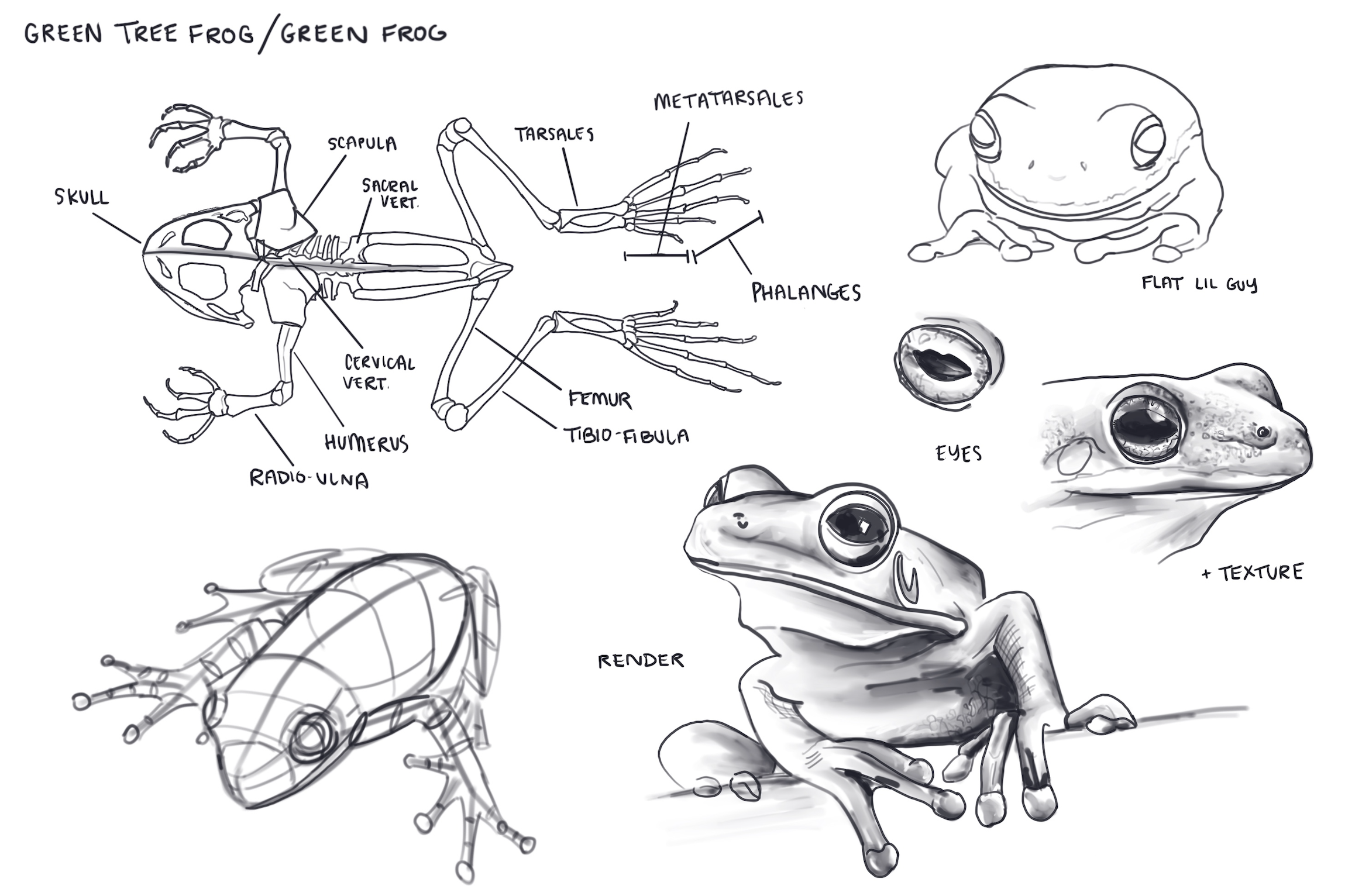 Animal illustration study