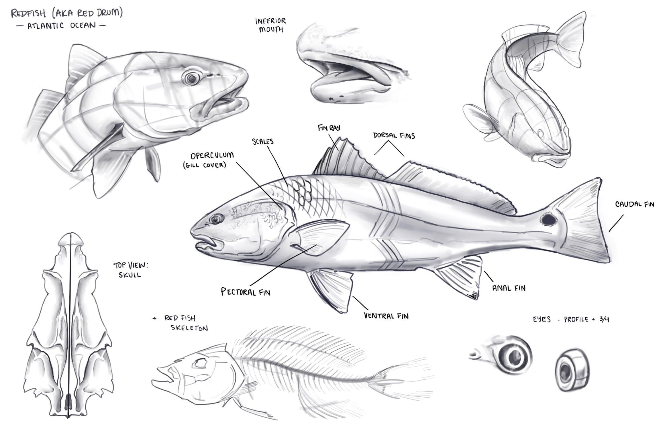 Animal illustration study