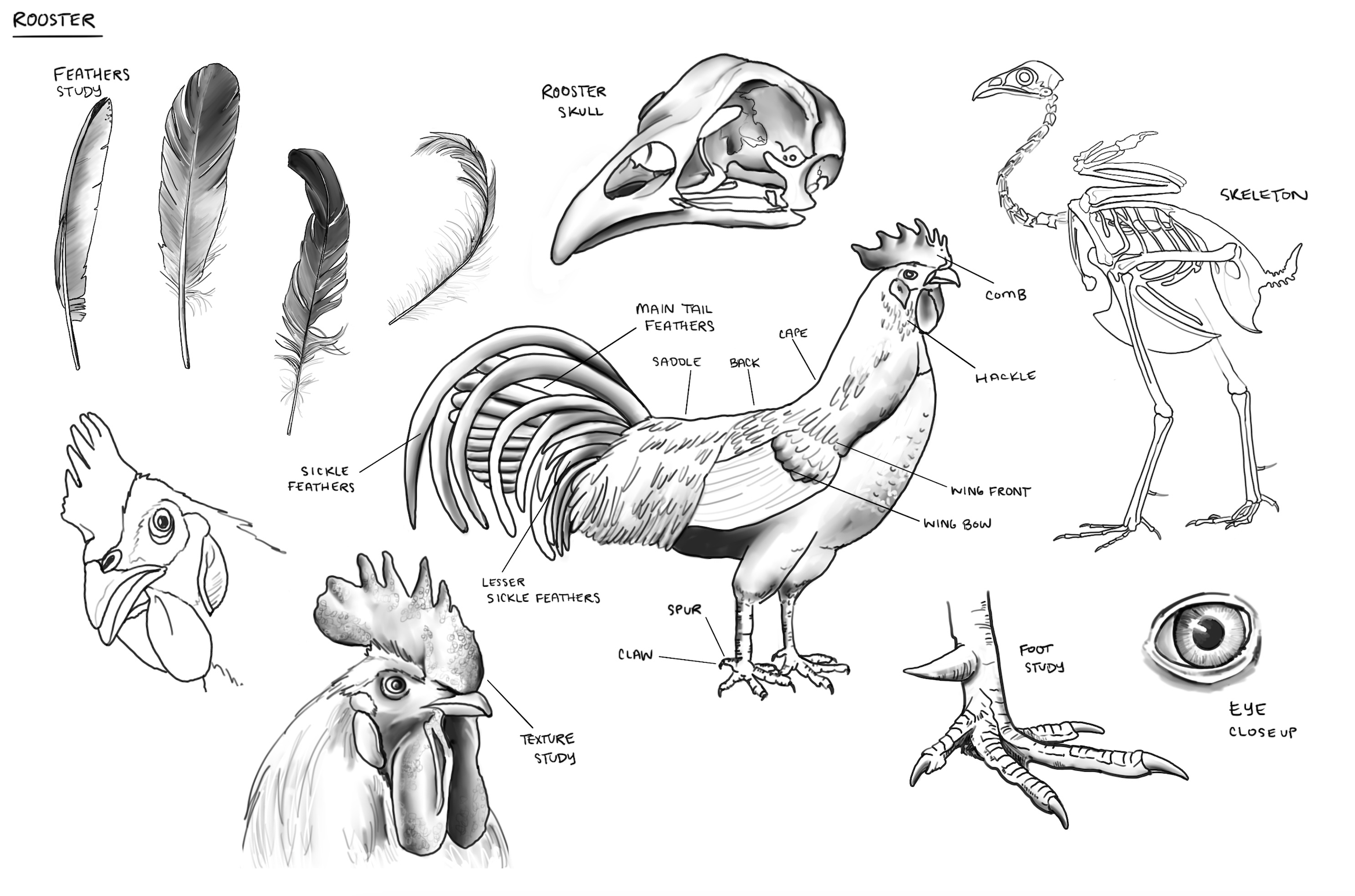 Animal illustration study