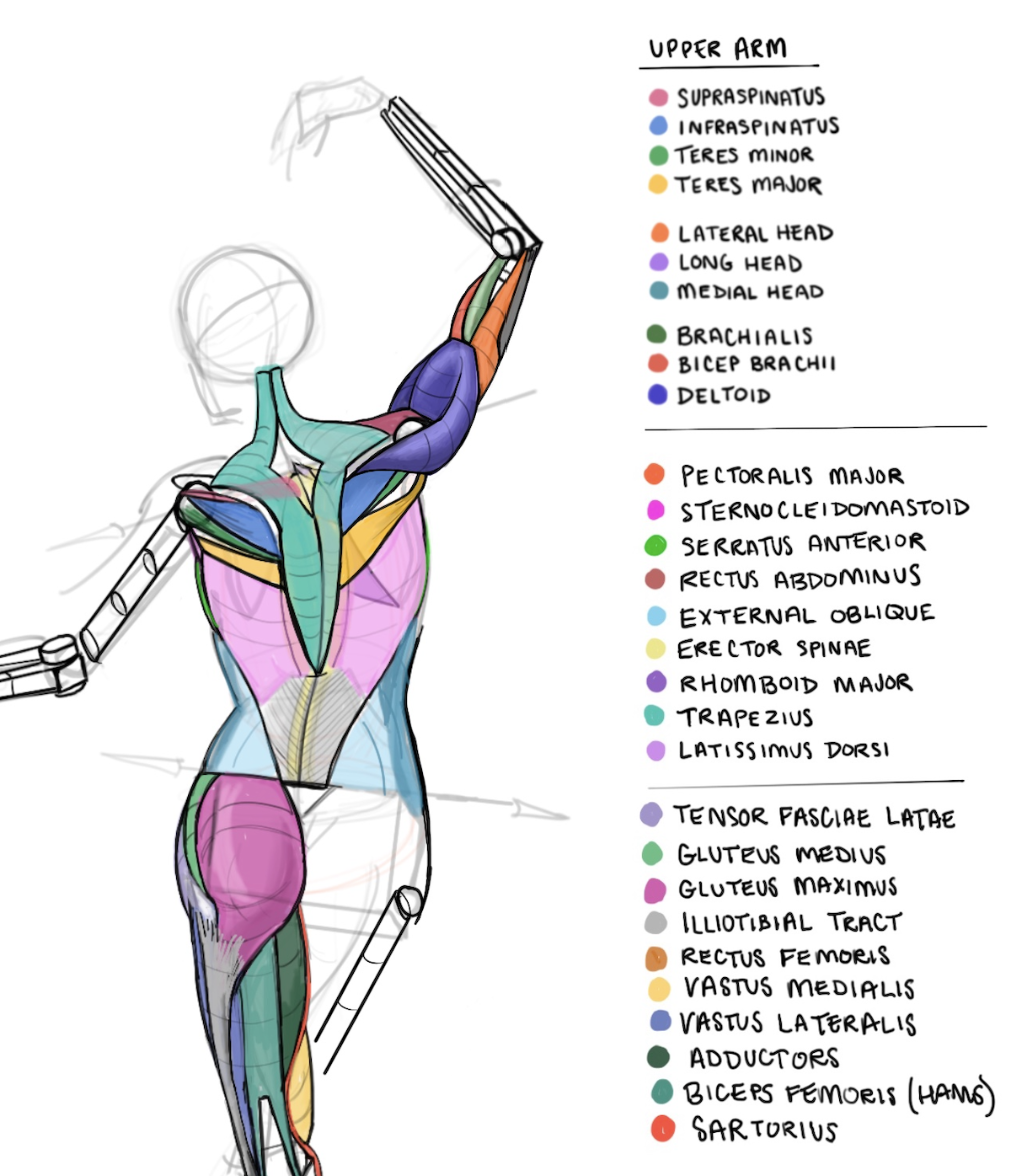 Anatomy Studies